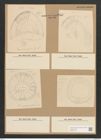 Campylodiscus latus Shadb. (de-Toni-Nr.: Genus 57, Species 2460) Zeichnungen Sammlung Grunow Nr. 4958 (NHMW-BOT-W0373179)